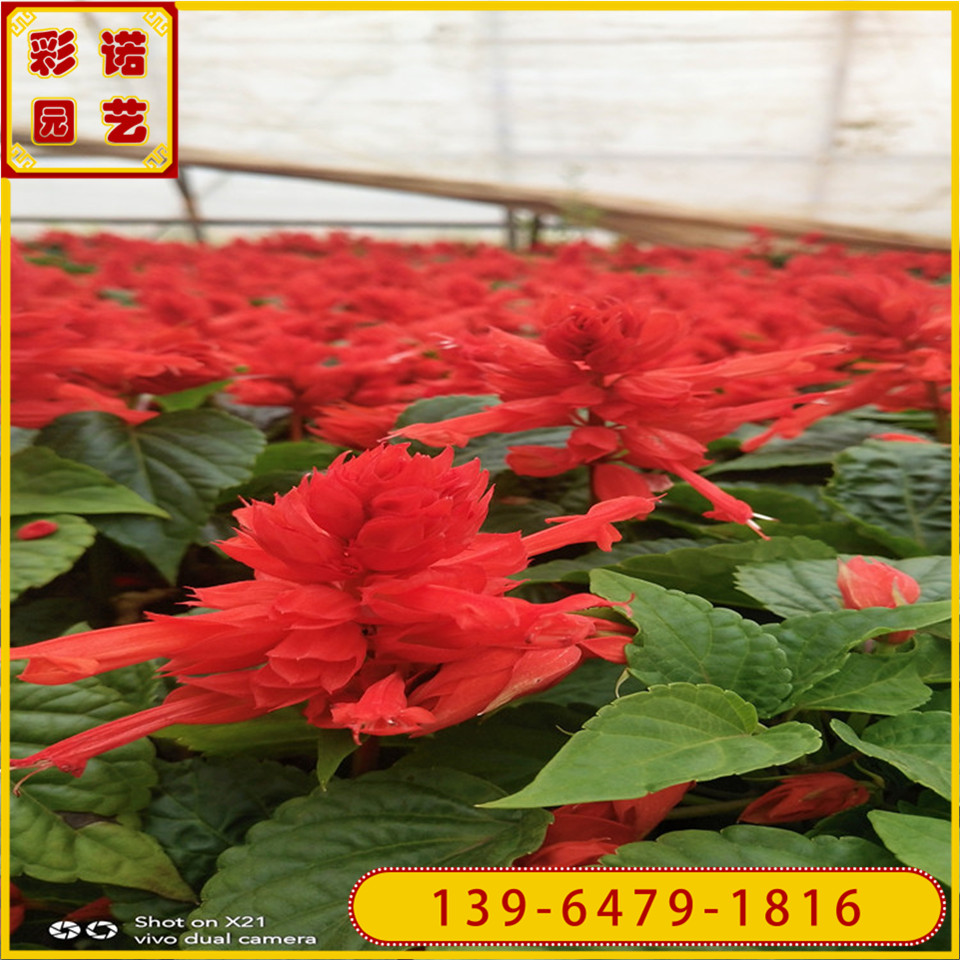 时令草花双色杯一串红盆苗一串红袋苗基地 青州花卉