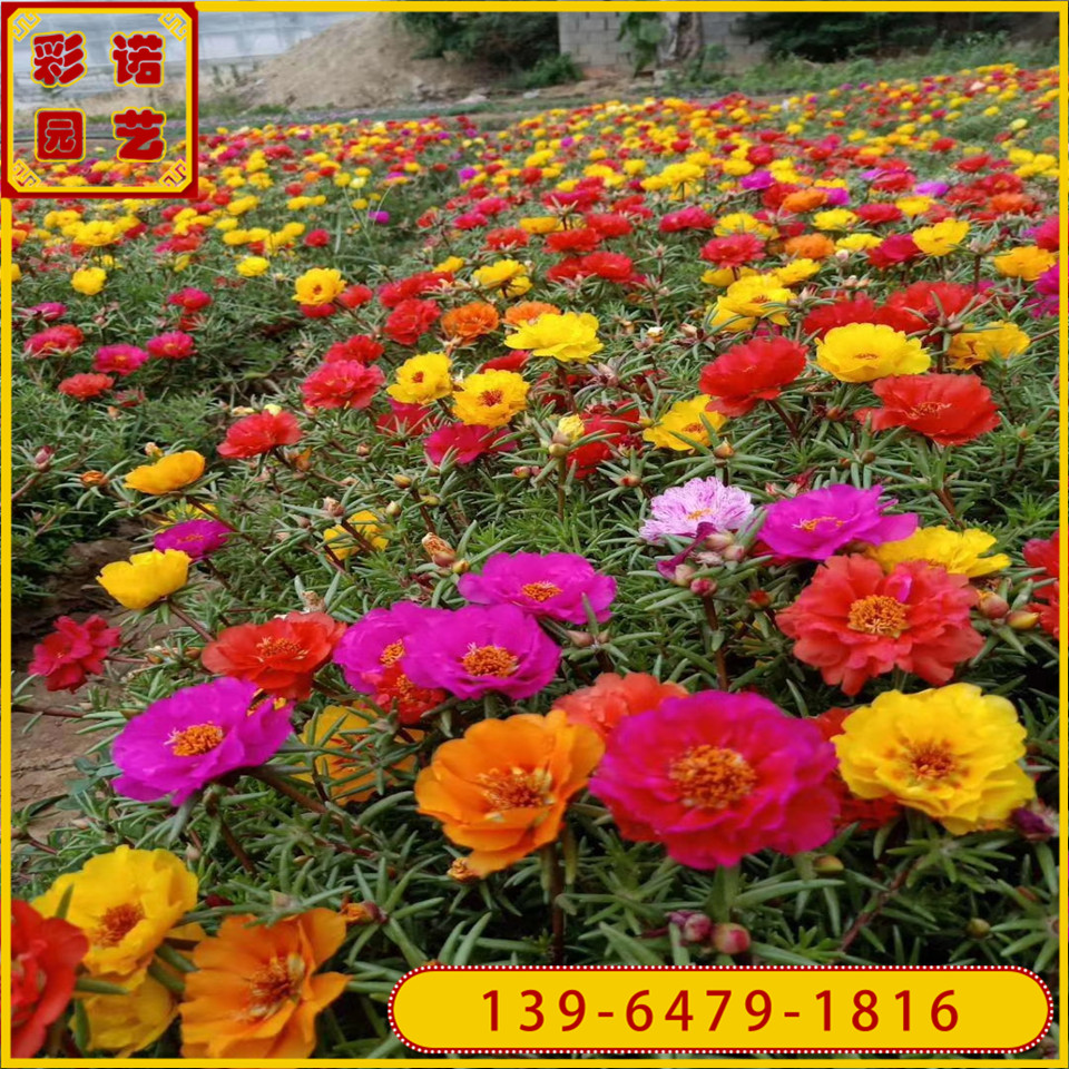半枝莲工程绿化苗 草花基地绿植批发盆栽花带半枝莲小苗