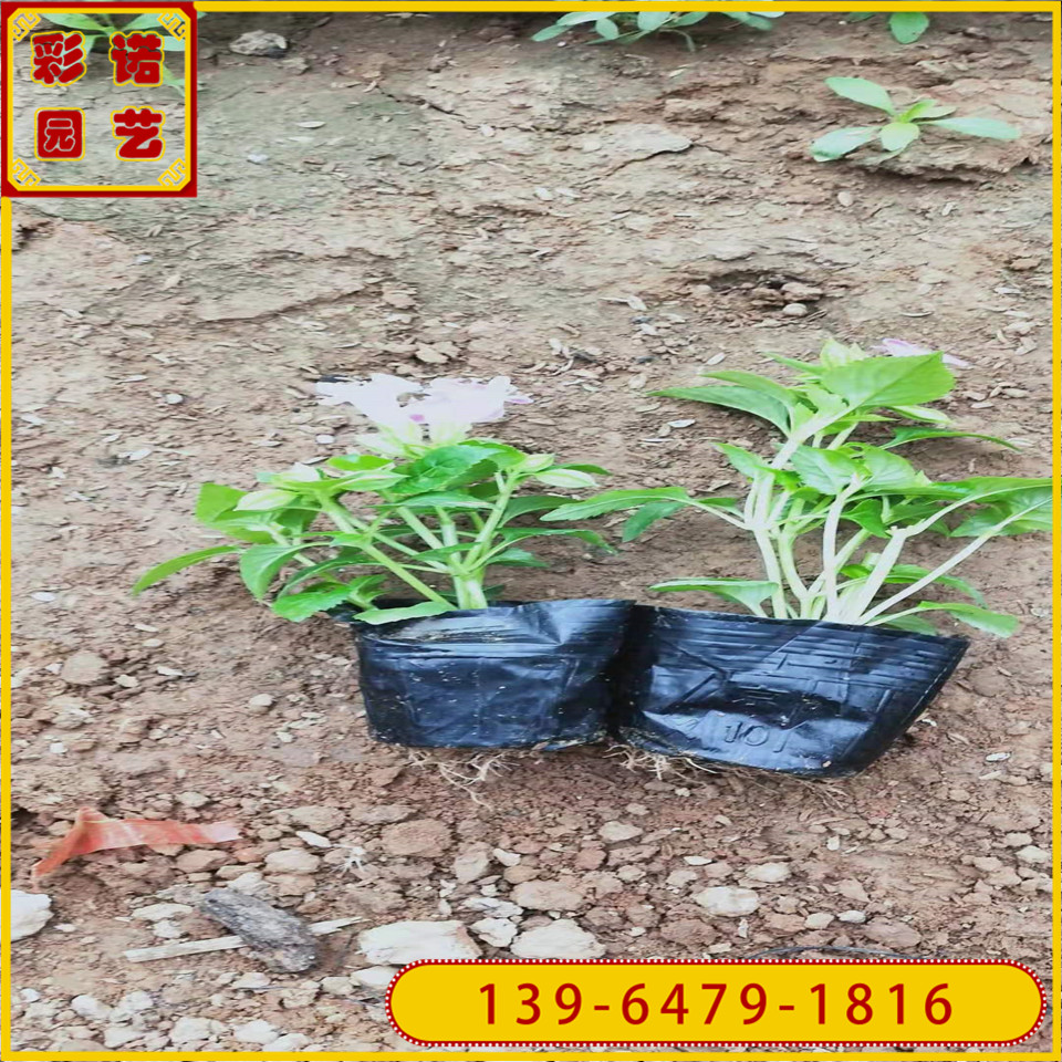 质量好的夏堇杯苗小喇叭花 带花带土发货夏瑾工程苗