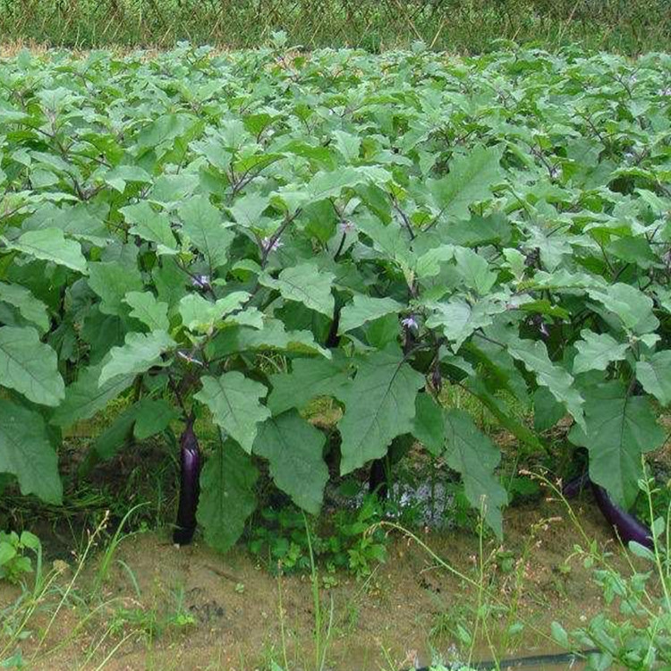 寿光育苗基地培育茄子种苗   茄子种苗育苗基地