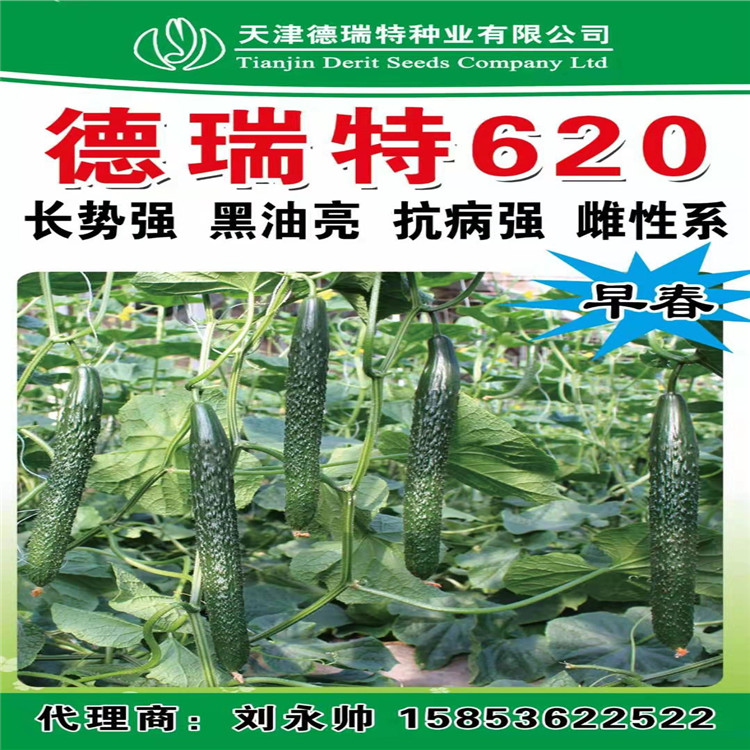 兴辰种业大量供应强雌油亮密刺黄瓜种子    强雌油亮密刺黄瓜种子性价比好