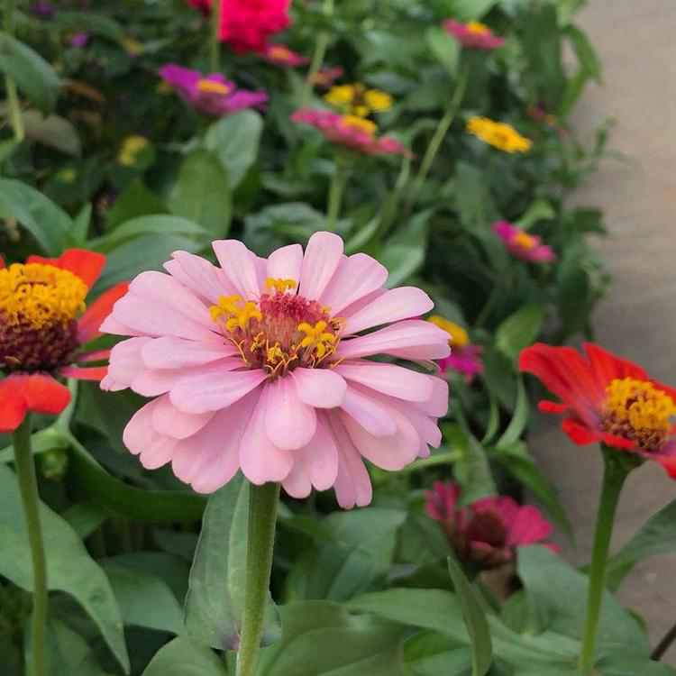 易活开花不断百日草 基地直供百日草苗 夏杰花卉 苗圃供应