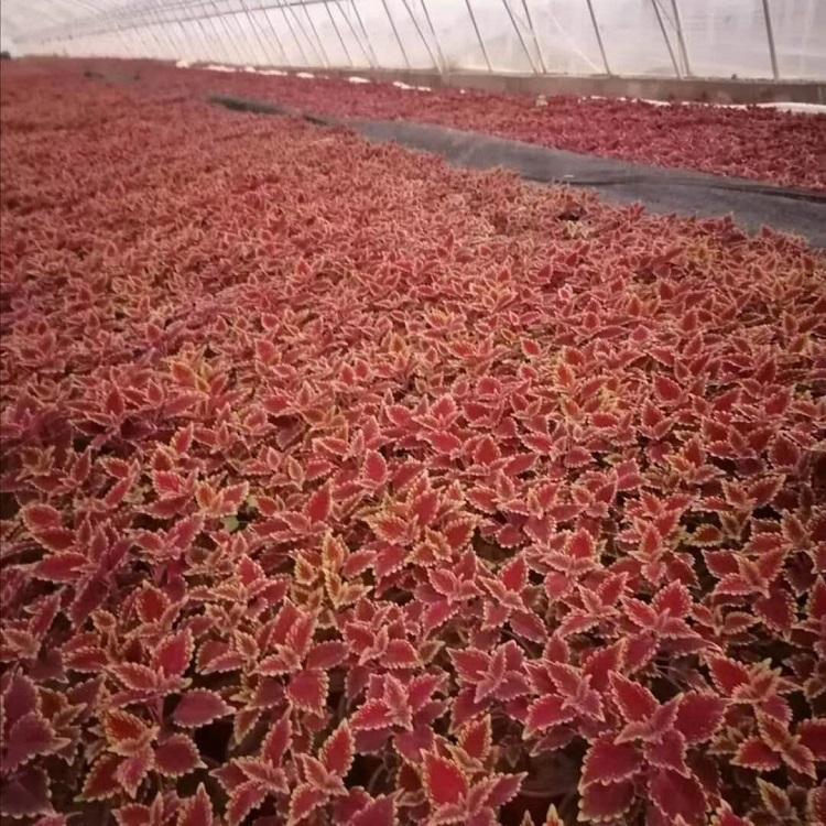 陕西彩叶草 公路两侧用草花 基地直发彩叶草