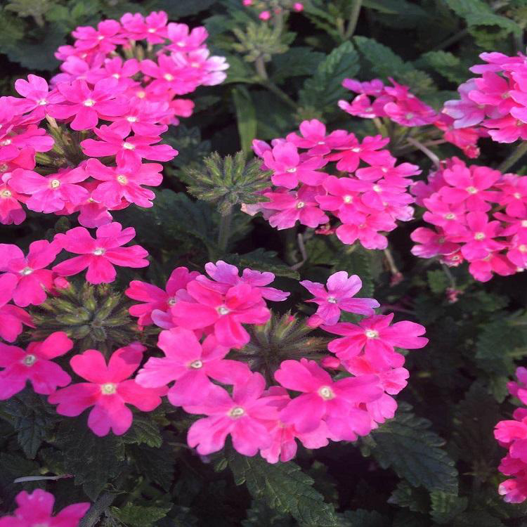 美女樱细叶多花色 草花美女樱市场 夏杰花卉 定金发货
