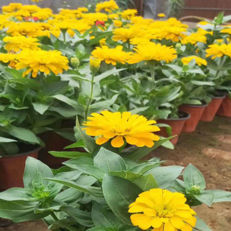 批发花海花卉百日草 百日草庭院观赏 夏杰花卉 无中间商
