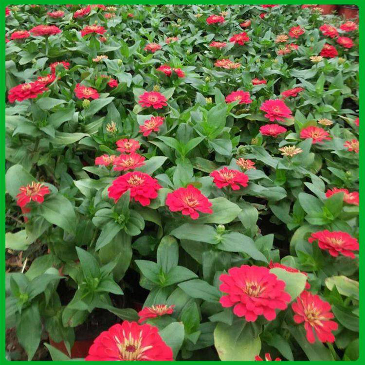 公园易种植百日草花子 批发大包装鲜红百日草 夏杰花卉 基地常年批发