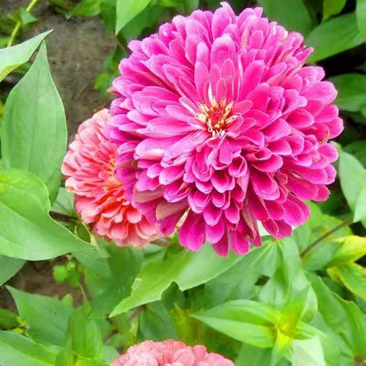 四季种易活百日草 供应百日草花卉盆栽 夏杰花卉 货到付款