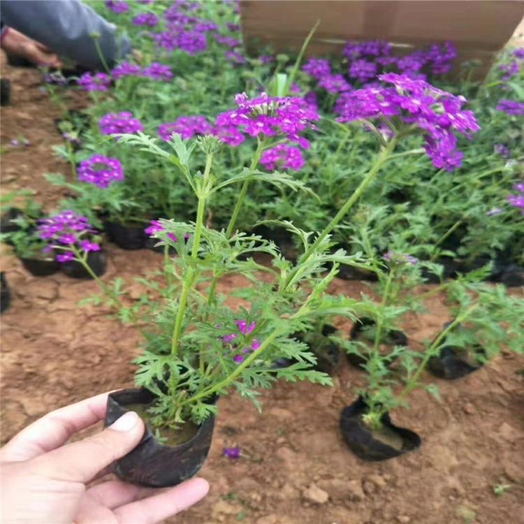 夏杰花卉出售草花美女樱 广场组摆花卉 草花美女樱种子