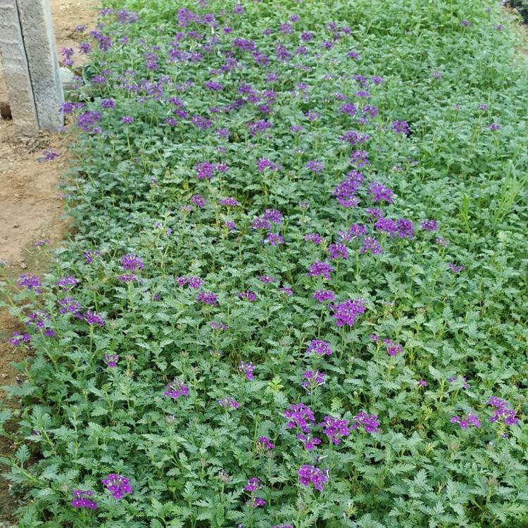 美女樱小苗量大从优 青州草花美女樱工程苗 夏杰花卉 基地常年批发