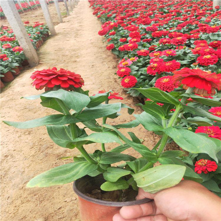 基地批发百日菊 耐热百日草四季播种 夏杰花卉 基地常年批发