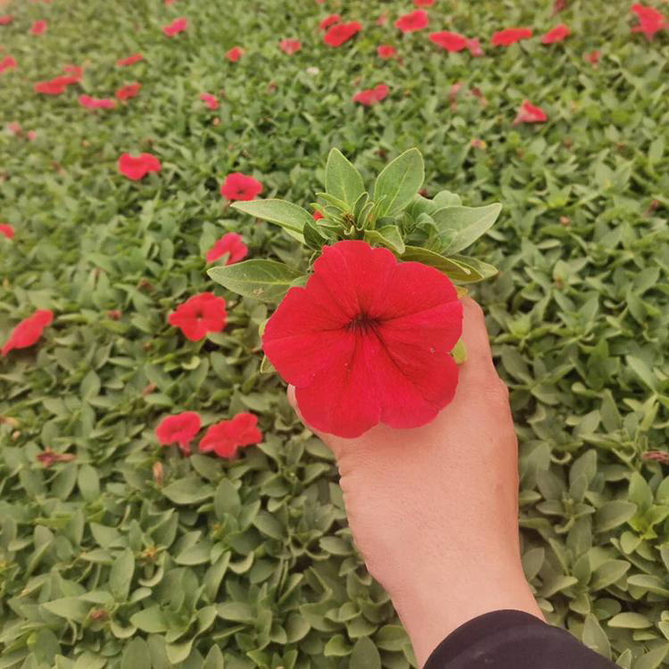 山东矮牵牛基地 夏秋草花矮牵牛盆栽 夏杰花卉 绿化花木
