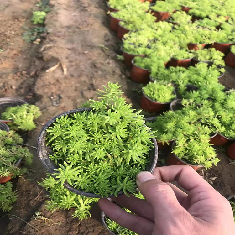 粉花佛甲草基地小苗 花卉批发佛甲草 夏杰花卉 货到付款