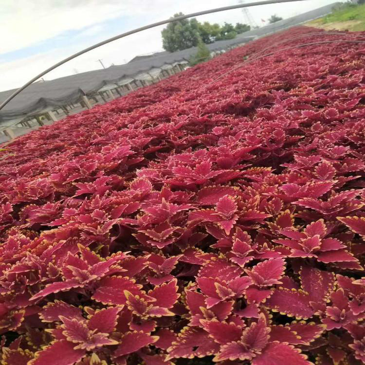 彩叶草花卉盆栽基地 地被道路彩叶草 夏杰花卉 园林批发