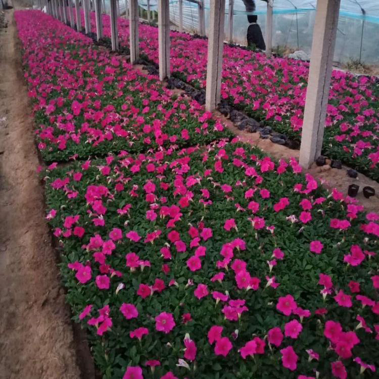 四季花草矮牵牛 绿植盆栽矮牵牛 夏杰花卉 节日草花