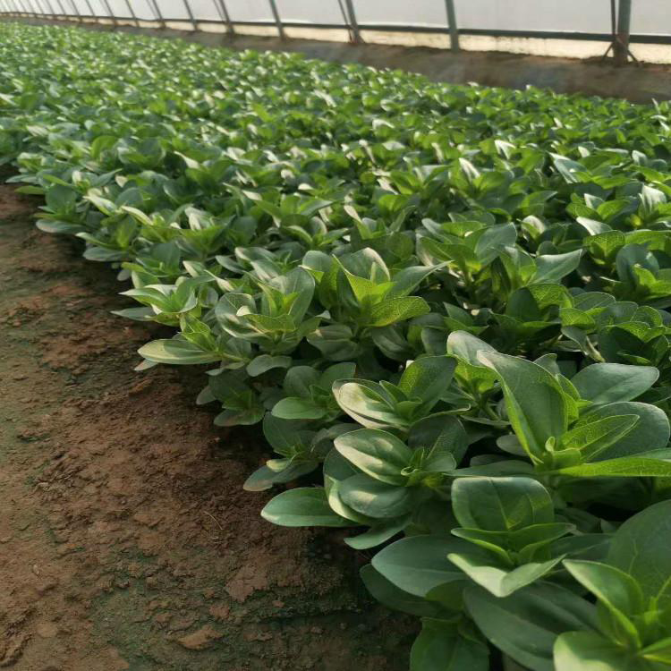 室外种植百日草 批发出售草花子百日草 夏杰花卉 定金发货