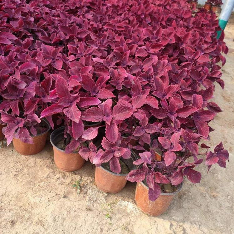 绿化采购彩叶草 大量批发彩叶草苗 夏杰花卉 苗圃供应