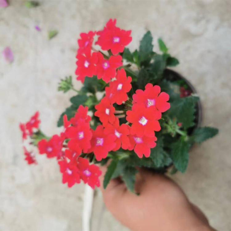 湖北草花美女樱现货批发