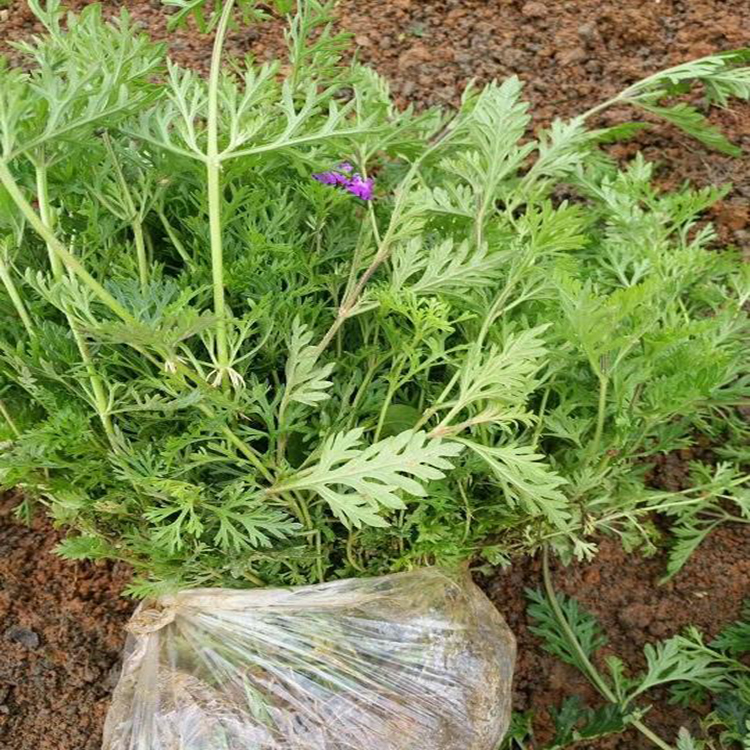 大量美女樱新品上市 草花美女樱市场 夏杰花卉 道路绿化