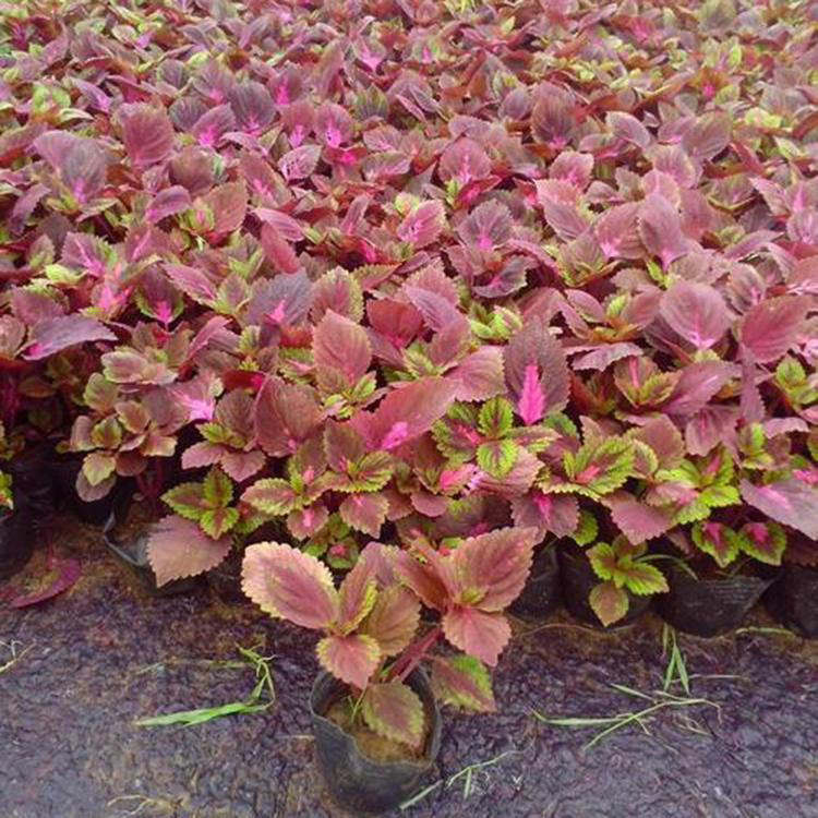 彩叶草多色可选单瓣植物 绿化种植彩叶草 夏杰花卉 基地发货