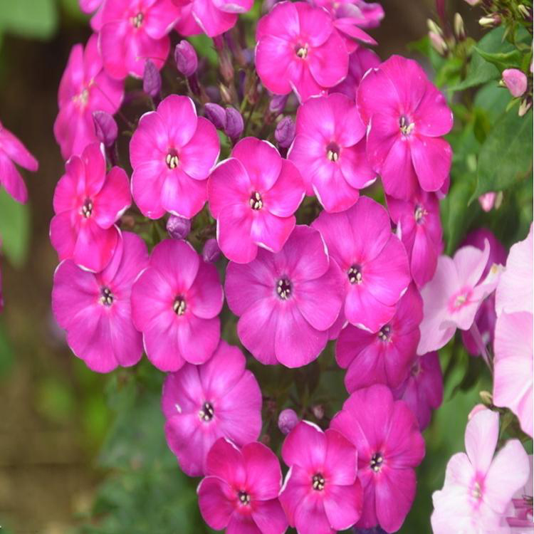 苗圃直供草花美女樱 宿根花卉美女樱批发 夏杰花卉 定金发货