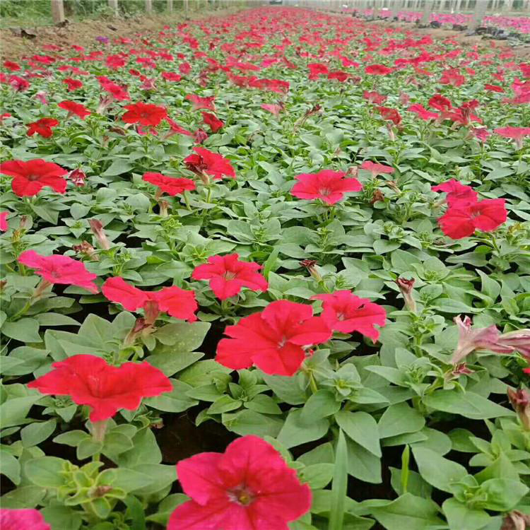 盆栽花海景观矮牵牛 室内绿化盆景矮牵牛 夏杰花卉 基地发货