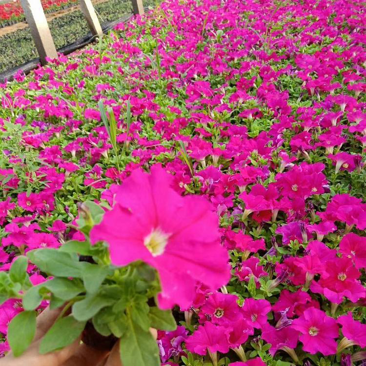 基地供应公园绿化花卉矮牵牛 矮牵牛量大从优 夏杰花卉 苗圃供应