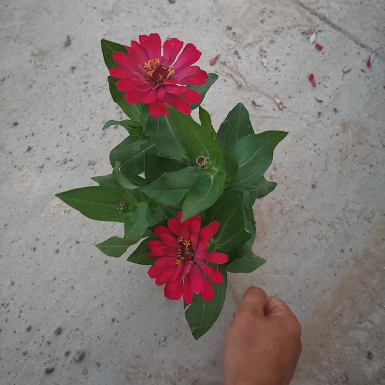 工程园林草花种子 耐热百日草四季播种 夏杰花卉 基地种植