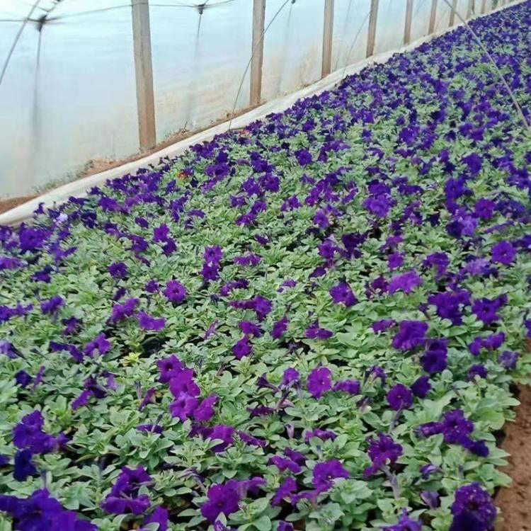 开花多色牵牛花价格 多色牵牛花杯苗价格 夏杰花卉 无中间商