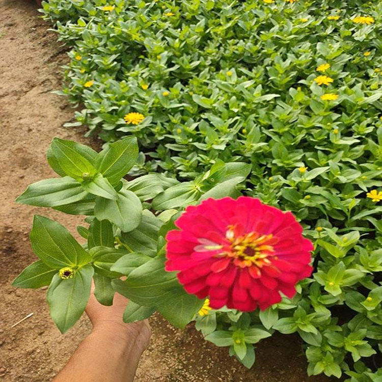 百花园鲜红百日草 百日草庭院四季种植 夏杰花卉 苗圃供应