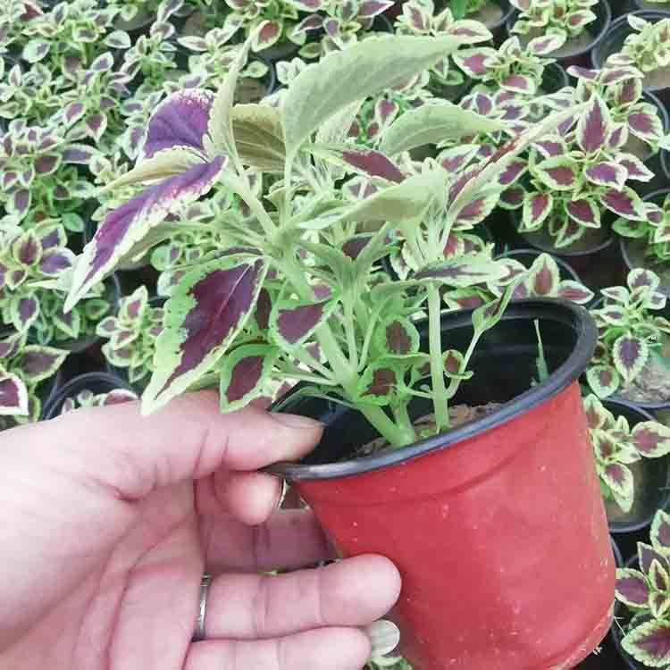 彩叶草基地供应 彩叶草草花基地 夏杰花卉 无中间商