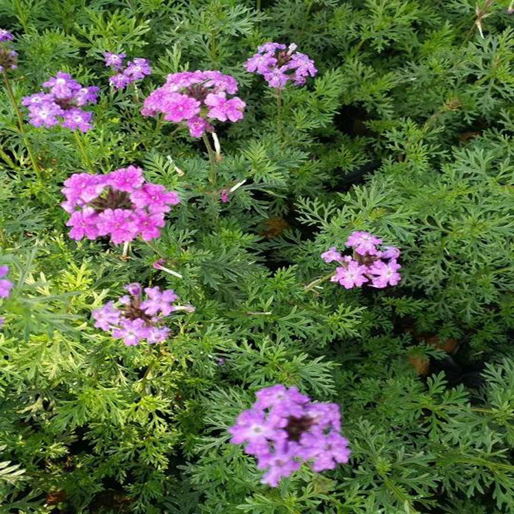 基地供应草花美女樱 批发供应草花美女 夏杰花卉 大量供应