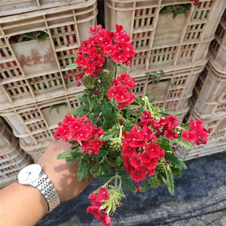 时令草花美女樱杯苗 批发出售美女樱 夏杰花卉 道路绿化