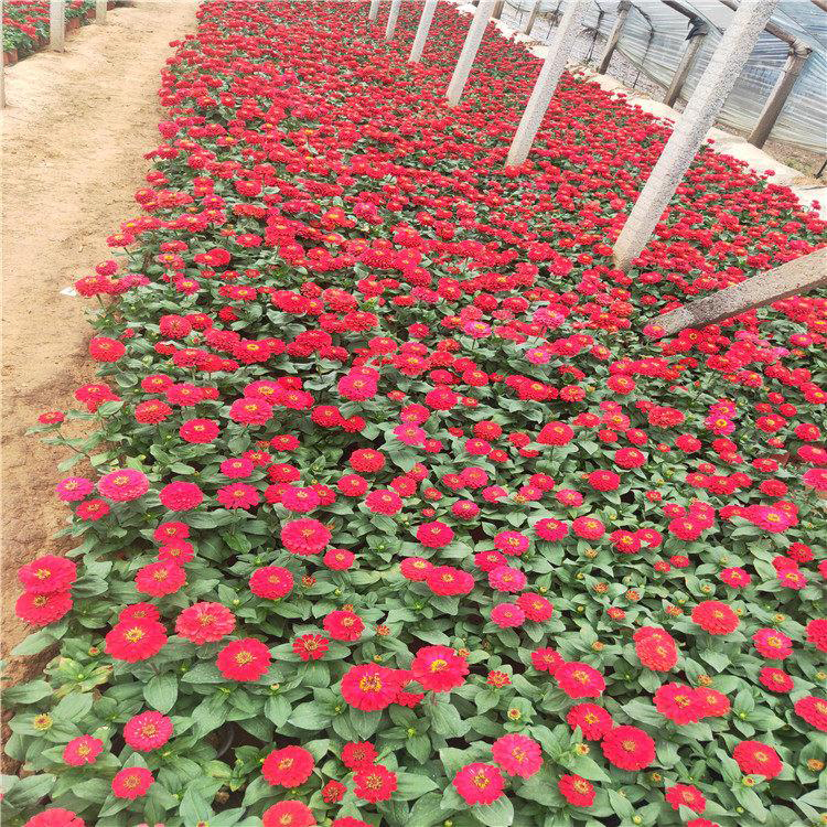 四季种百日草 百日草繁花系列 夏杰花卉 定金发货