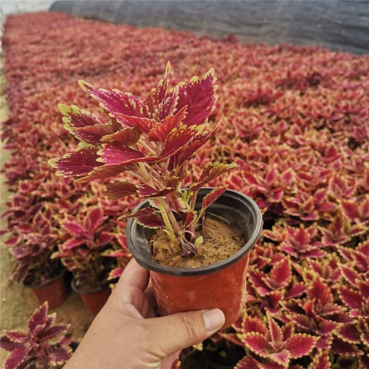 河南彩叶草 绿化草花 彩叶草小苗培育