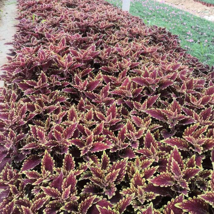 观叶花卉观赏草本彩叶草 双色盆火焰彩叶草 夏杰花卉 苗圃供应