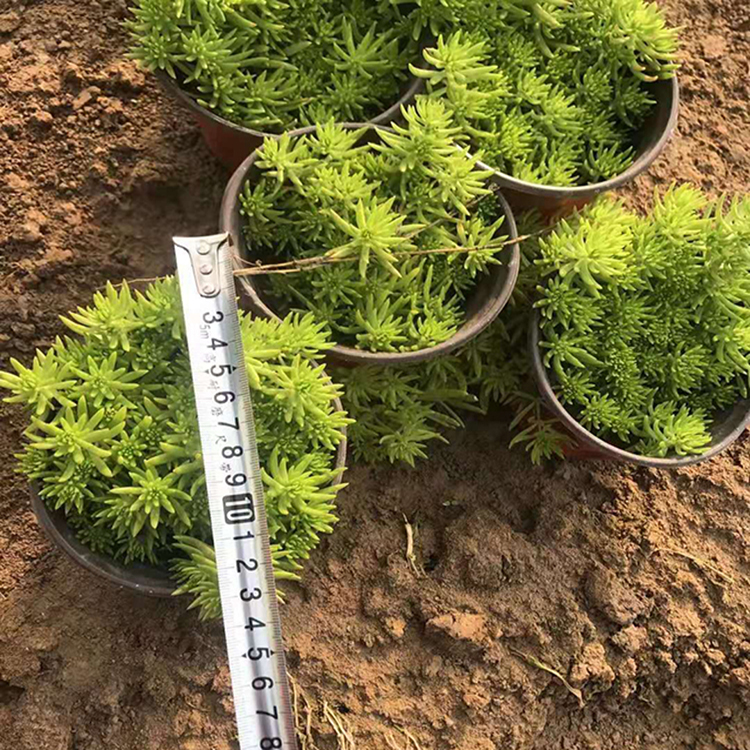 多年生佛甲草杯苗批发 公园小区绿化佛甲草 夏杰花卉 基地发货