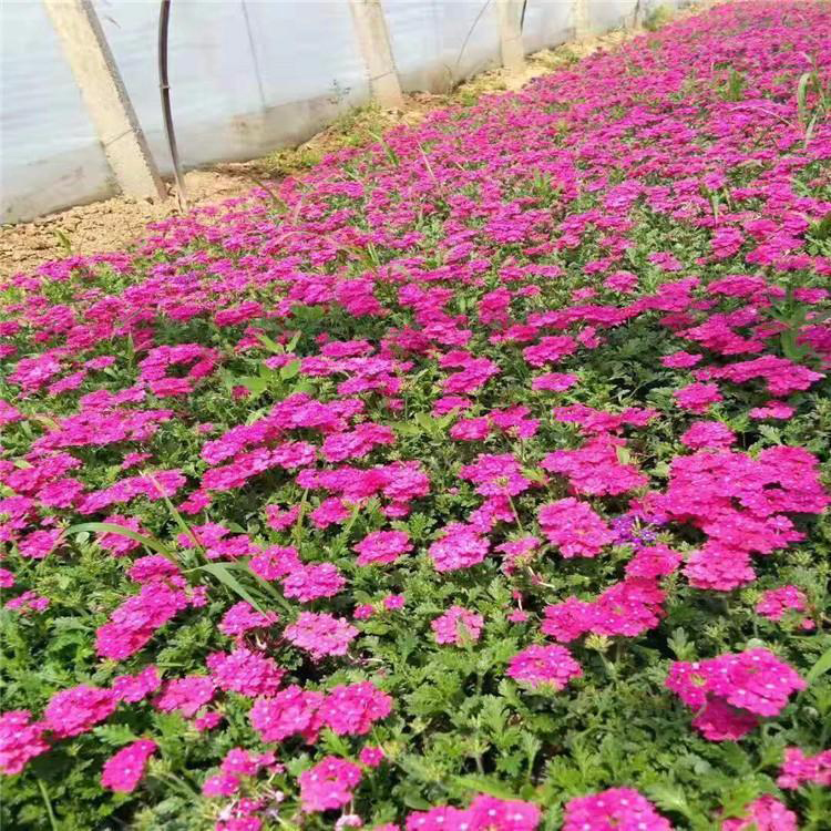 基地供应草花美女樱 自家苗圃草花美女樱 夏杰花卉 定金发货
