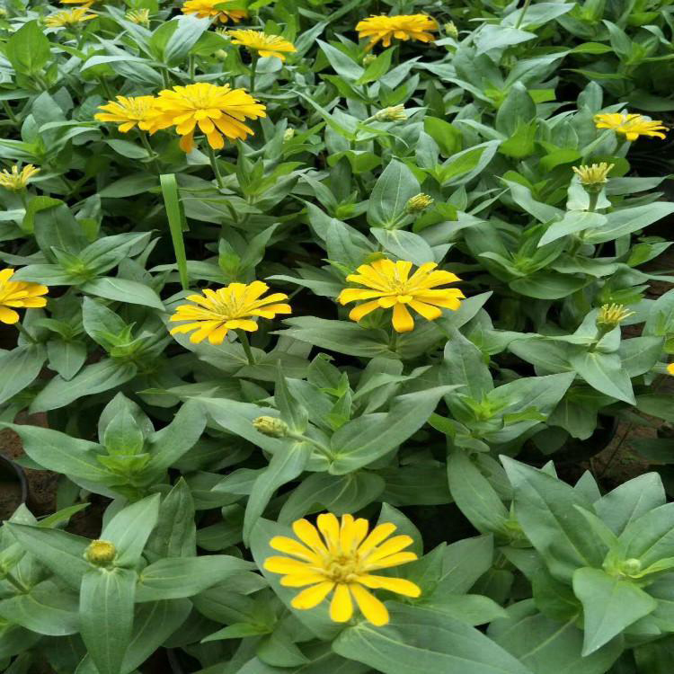 百花园鲜红百日草 百日草节庆租摆花坛 夏杰花卉 基地常年批发