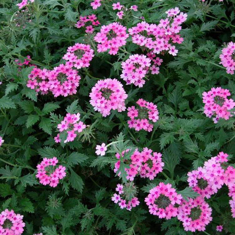 草花美女樱宿根花卉批发 庭院双色盆美女樱产地 夏杰花卉 基地发货