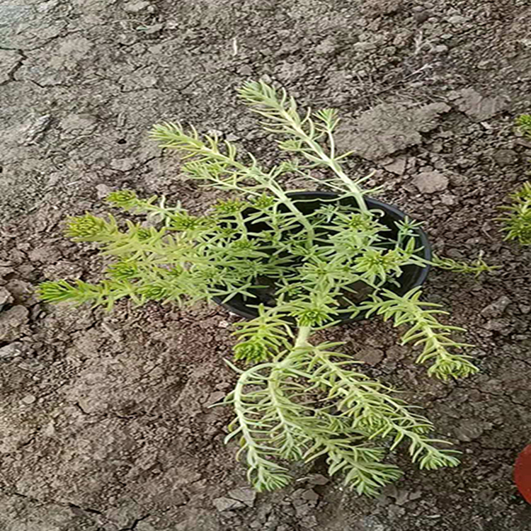 多年生佛甲草杯苗批发 小区绿化用佛甲草 夏杰花卉 苗圃供应