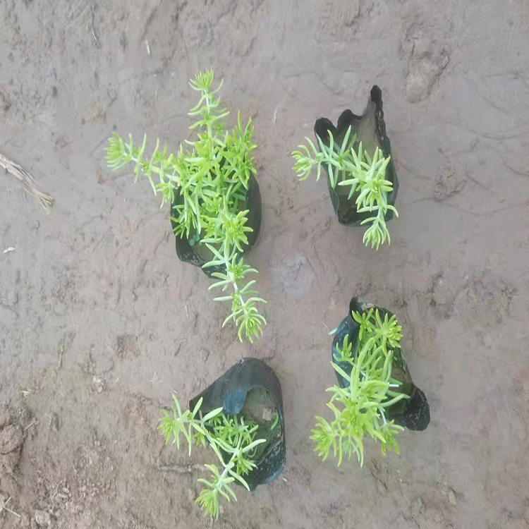 耐旱佛甲草批发价格 佛甲草花卉绿化花卉 夏杰花卉 基地种植