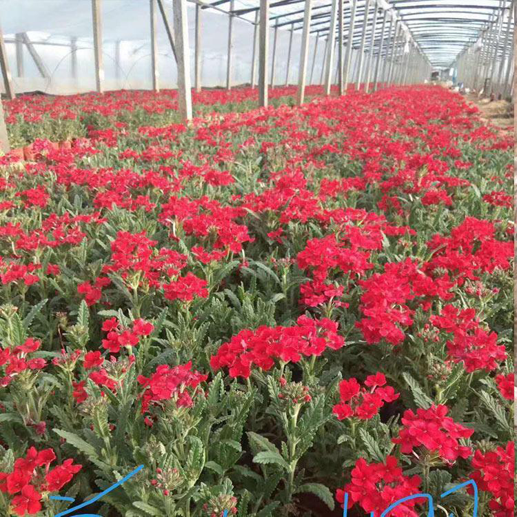 盆栽草花美女樱 公路两侧用草花