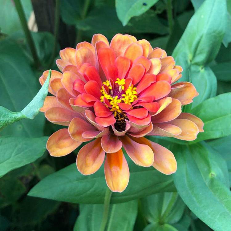 批发供应百日草 四季花海百日草 夏杰花卉 苗圃供应