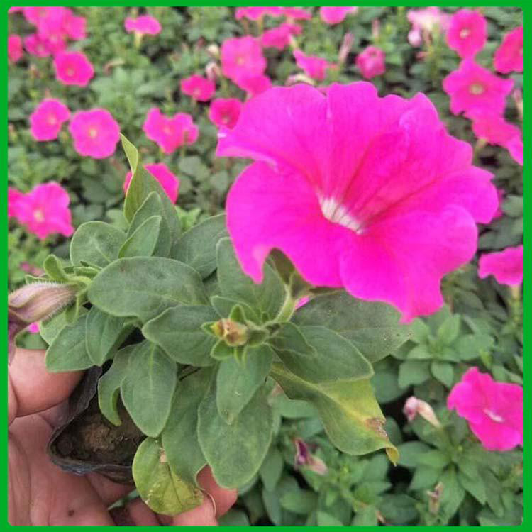 开花多色牵牛花价格 矮牵牛种植基地 夏杰花卉 绿化花木