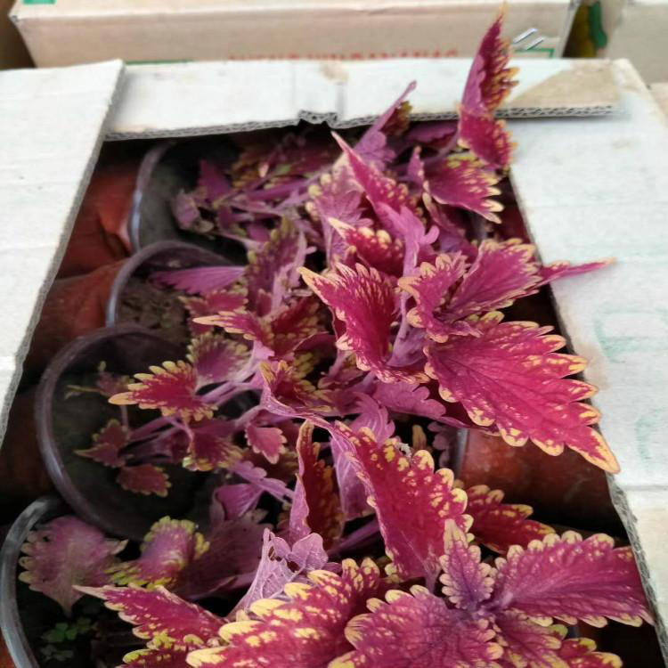 批发出售五色草 绿化种植彩叶草 夏杰花卉 货到付款