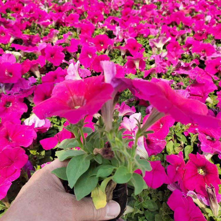 公园绿化花卉矮牵牛 公园绿化垂吊矮牵牛 夏杰花卉 广场组摆