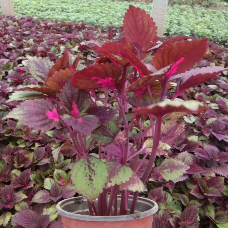 国庆租摆彩叶草 大量批发彩叶草苗 夏杰花卉 基地常年批发