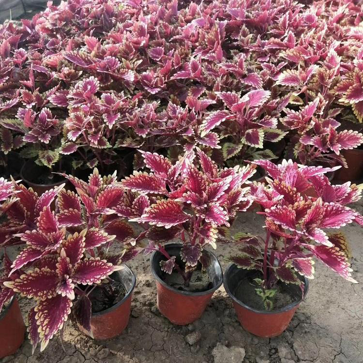 国庆租摆彩叶草 租摆绿化草花彩叶草 夏杰花卉 园林批发