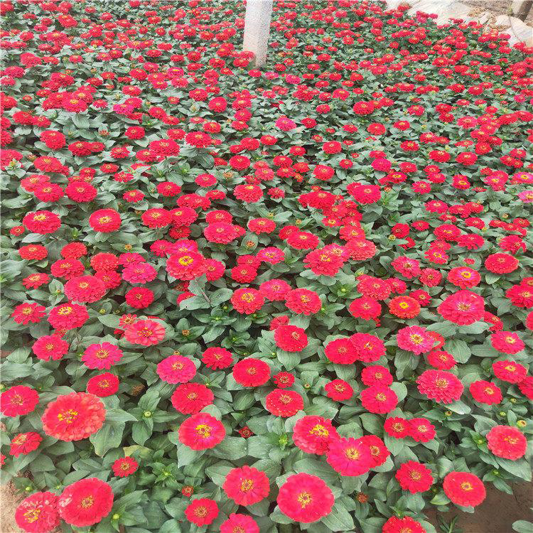 花苗百日草子花籽供应 青州花卉供应百日草盆栽 夏杰花卉 定金发货