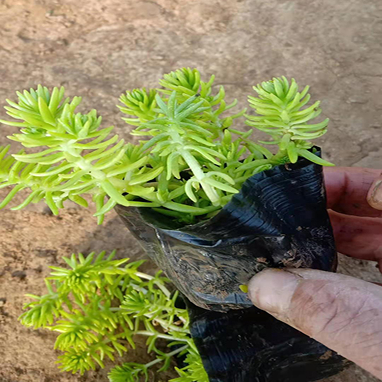 多年生佛甲草杯苗批发 大量供应佛甲草 夏杰花卉 货到付款